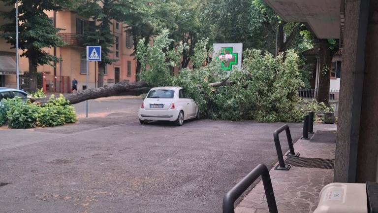 L’albero caduto su un’auto parcheggiata in via Andrea Costa