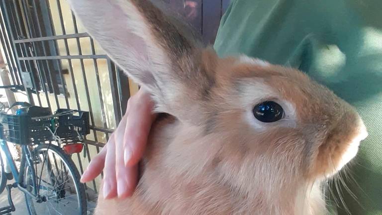 Faenza, conigli abbandonati al Parco Bucci: “Così si rischia di ucciderli”