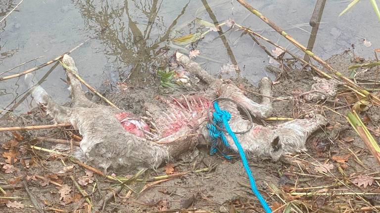 L’asino ucciso dai lupi a San Giovanni