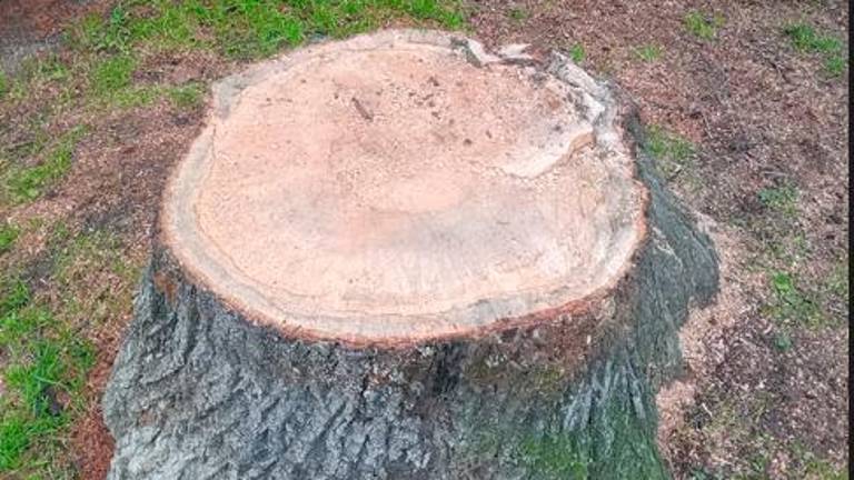 Imola, “Alberi tagliati in città autentico scempio ambientale”