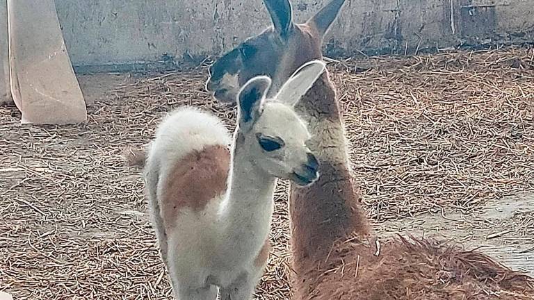Ravenna, il Safari apre domenica 1° marzo: tra le novità una cucciola di lama