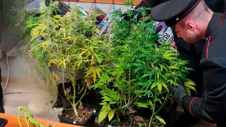 Roncofreddo, soccorrono una donna che ha un malore e scoprono le piante di marijuana del figlio