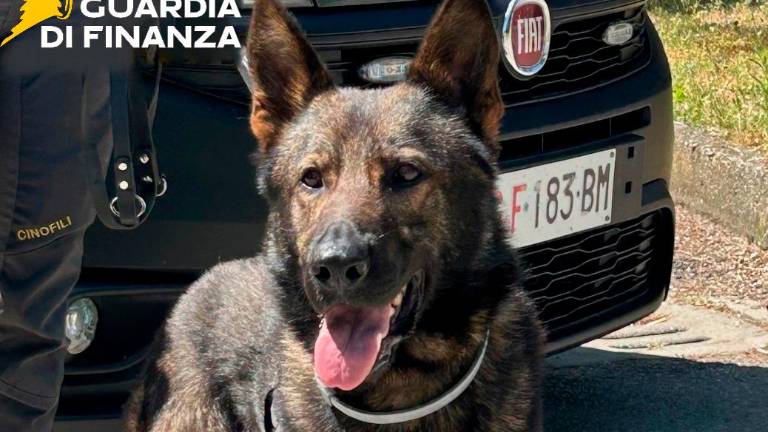 Decisivo l’intervento delle unità cinofile