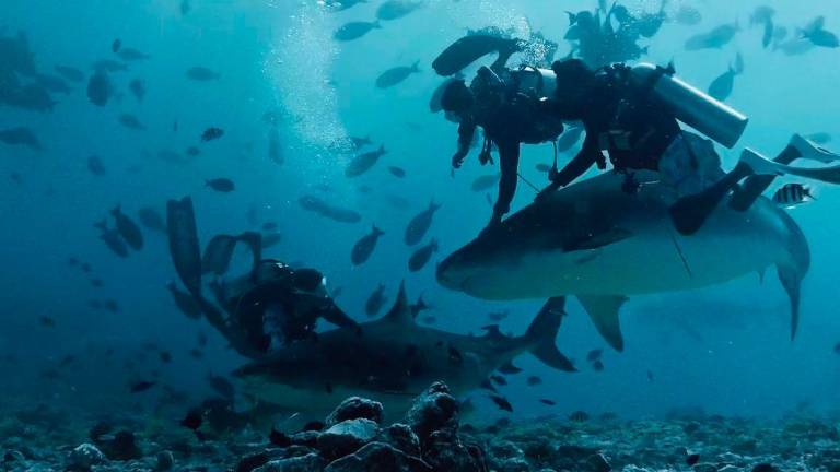 Cattolica, 4 amici a studiare gli squali alle Maldive: “Nessuno si sentiva in pericolo”