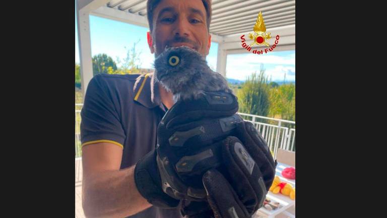 Cesena, la civetta nana resta bloccata nella canna fumaria: i Vigili del Fuoco la liberano