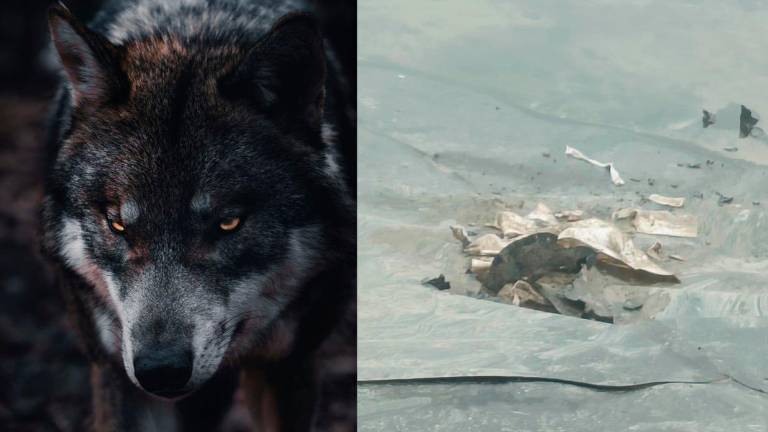 Ad Agrisfera tre lupi hanno squarciato i teloni a protezione del mais destinato alla stalla da latte biologico e al biodigestore