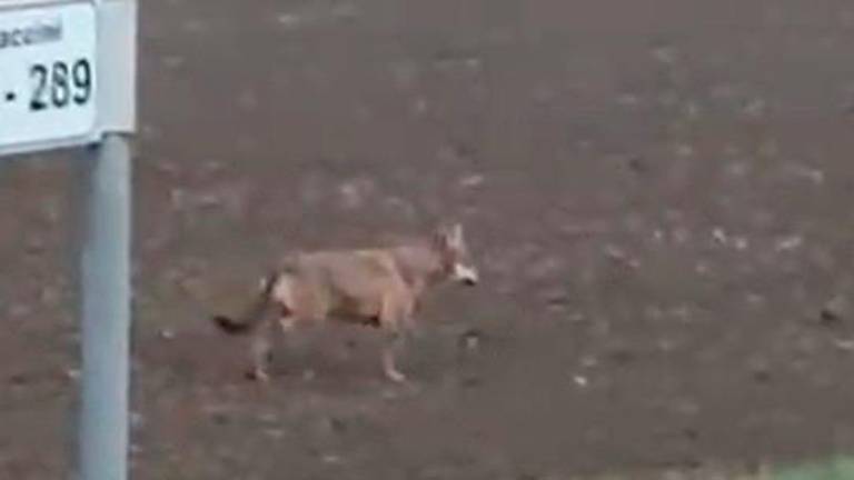 Cesena, lupi avvistati a San Vittore: “Siamo preoccupati” VIDEO