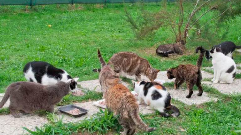 Cesena, “Deportazione di mici dal gattile”: sos ai sindaci del territorio