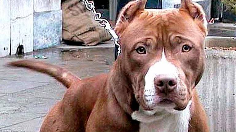 Un pitbull (foto d’archivio)