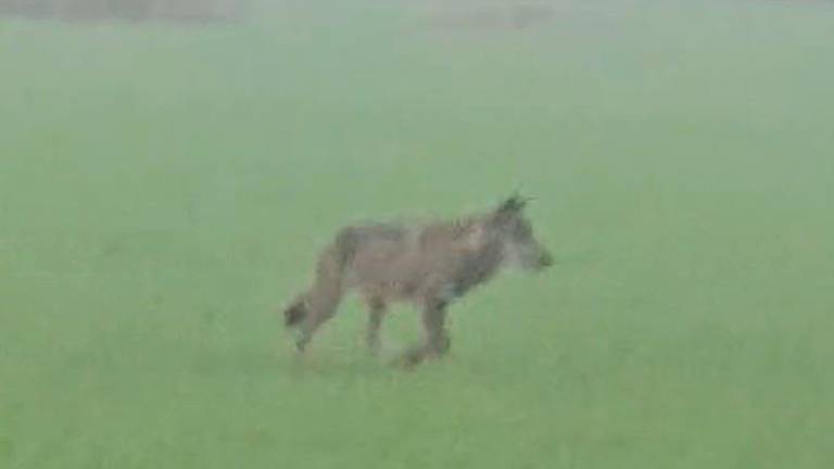 Lupi a Rimini, nuovo avvistamento a ridosso della via Emilia VIDEO