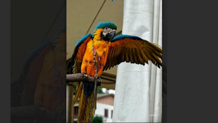 Forlì, giovane pappagallo ara scappa, ritrovato dopo l’appello