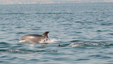 Avvistati 28 delfini lungo la costa romagnola: i risultati di un anno di ricerche esposti a Cattolica VIDEO