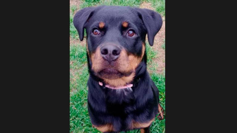 Athena, la cucciola di 7 mesi salvata