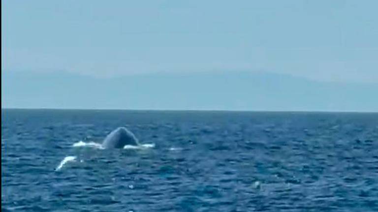 La balenottera in vista quasi frontale con un gabbiano