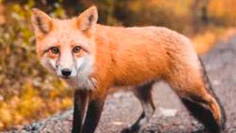 Ravenna, Centro di soccorso animali selvatici chiuso da 4 mesi: interrogazione di Ancisi