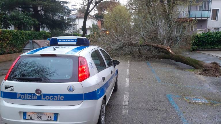 Cesena, strage di alberi per il forte vento GALLERY