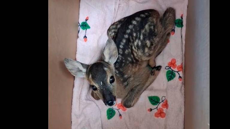 Il monito del Cras Rimini: “I cuccioli non si portano via alle mamme, basta fesserie” VIDEO