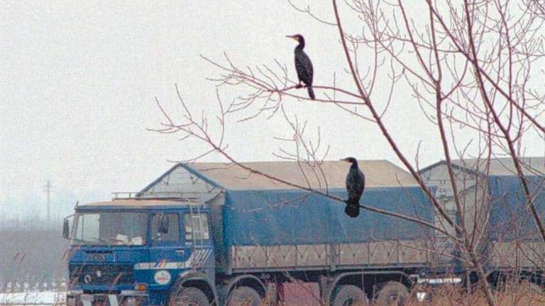 I cormorani erano una specie rara in Romagna fino agli Sessanta, poi pian piano la popolazione è aumentata. Nella foto di Massimo Fiorentini Cormorano a Coccolia nel 2002