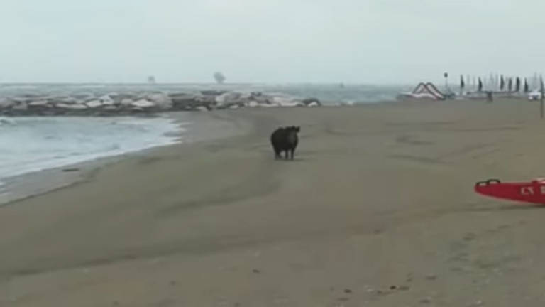 Ravenna, cinghiale in spiaggia a Punta Marina - VIDEO