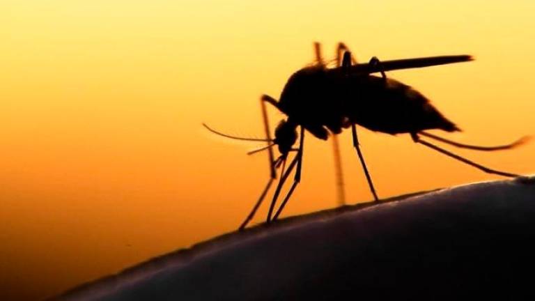 Zanzare: rischio virale, in arrivo il vaccino contro la Dengue