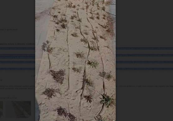 Rimini, vandali sradicano le giovani piante dal nuovo lungomare