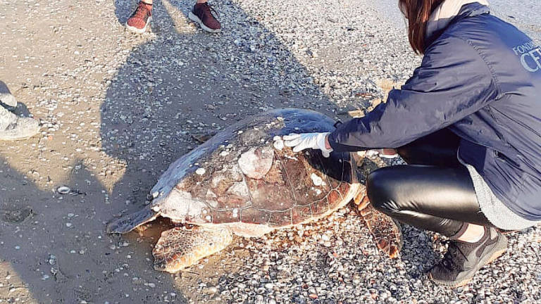 Bagno 102 di Riccione, grossa tartaruga trovata morta in spiaggia