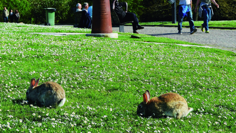 Forlì, il Comune cerca volontari per i conigli del parco