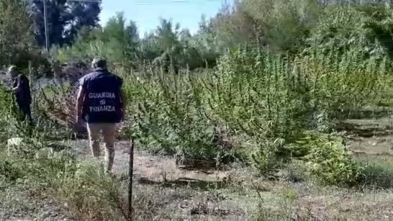 Scoperta piantagione di cannabis a Gemmano, un arresto - IL VIDEO