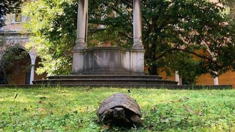 Ravenna, riecco Santino: il custode della Classense è una tartaruga di 80 anni