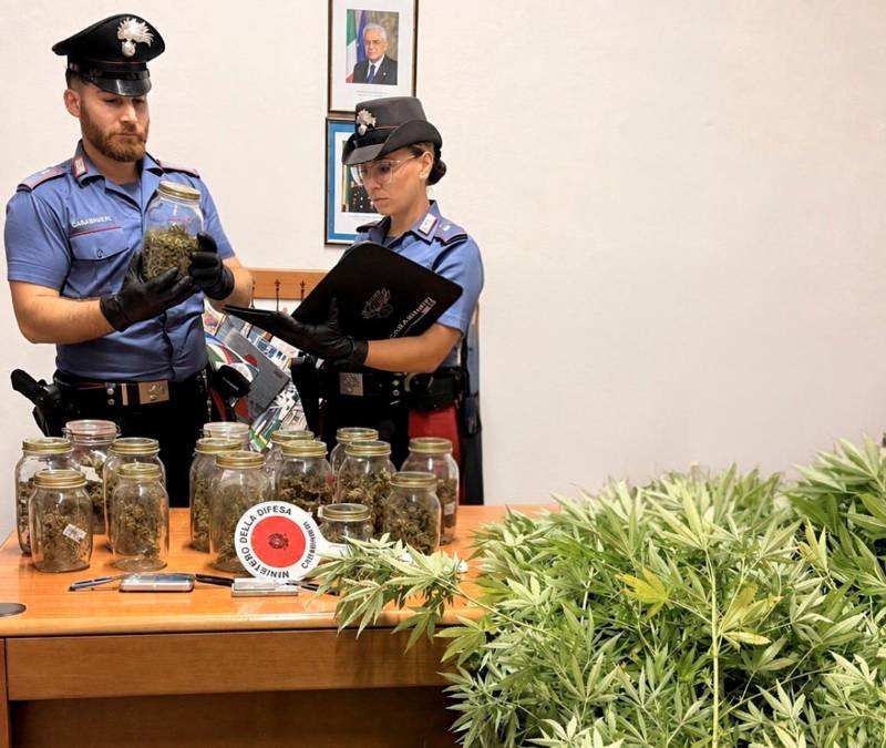 Castrocaro, il coltivatore diretto di marijuana colto sul fatto mentre lavora al campo: aveva piante di altezza fino a 2 metri