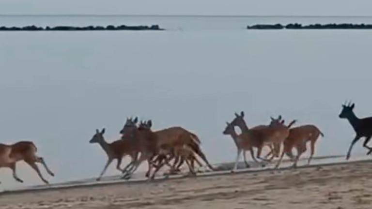 Lido di Classe: i daini... fanno footing in riva al mare VIDEO