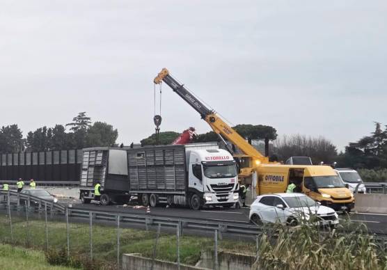 A14, carico di polli sull’asfalto, traffico in tilt tra Cattolica e Riccione