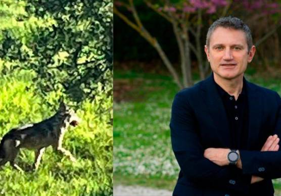 Uno dei lupi avvistati vicino al centro abitato e il sindaco di Morciano Giorgio Ciotti