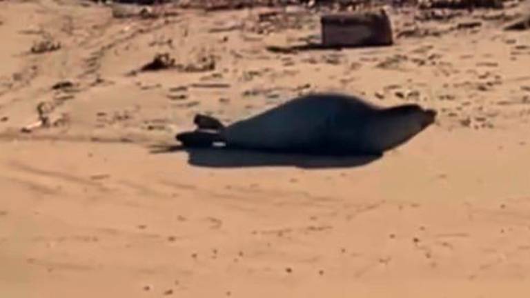 Ravenna. L’avvistamento della foca monaca. VIDEO