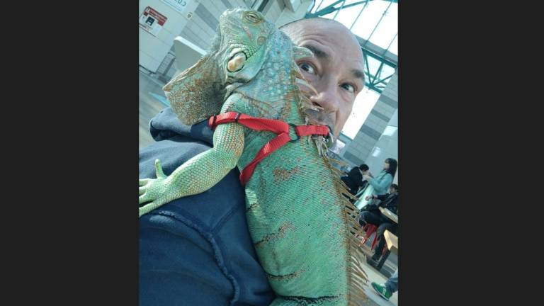 Io e Anacleto: con un'iguana lunga un metro al centro commerciale Montefiore di Cesena