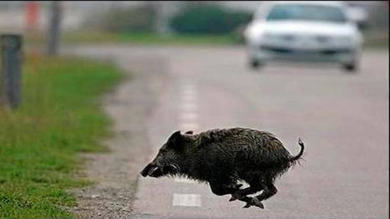 Ravenna, limitata la caccia al cinghiale in pineta: “Pericolo per chi passeggia e per i lupi”