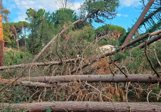 Cervia, in arrivo 1.600 nuovi alberi per rimediare ai danni della tromba d’aria