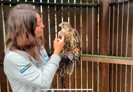 Il falco sacro Giovanna torna a volare grazie ai falconieri di Oltremare Riccione VIDEO