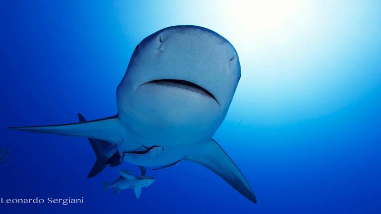 Un fermo immagine dell’ultimo corto realizzato