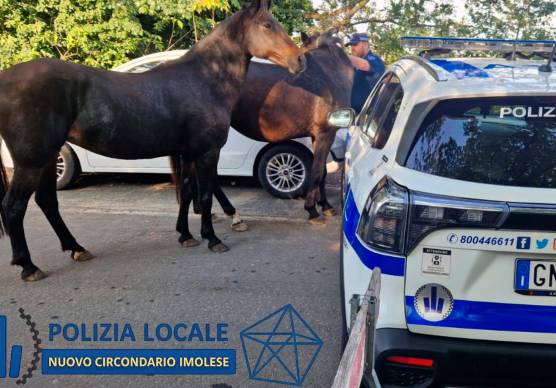 I cavalli bloccati