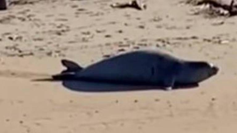 Ravenna, la foca monaca è già diventata una star: pioggia di appelli al Parco del Delta