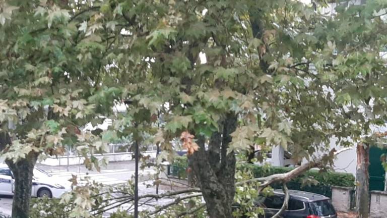 Marina di Ravenna, albero cade e colpisce un passante: portato in ospedale