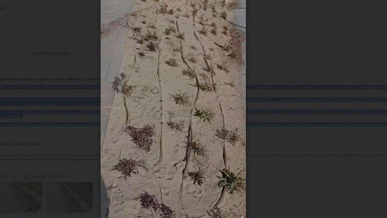 Rimini, vandali sradicano le giovani piante dal nuovo lungomare