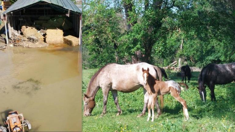 Bagnacavallo, i cavalli salvati dall'alluvione al sicuro nella pineta di San Vitale