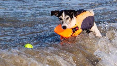 Rimini, stessa spiaggia, stesso cane: ecco gli orari per gli amici a 4 zampe