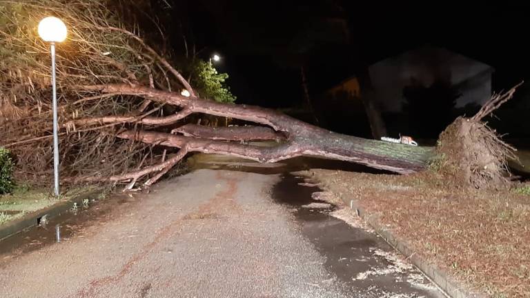 Maltempo: pino sradicato a Boschetto di Cesenatico