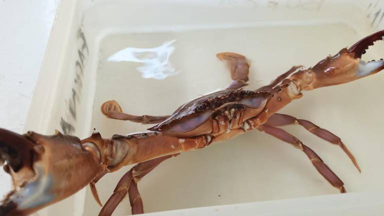 Nel mare Adriatico arrivano pesci e granchi tropicali