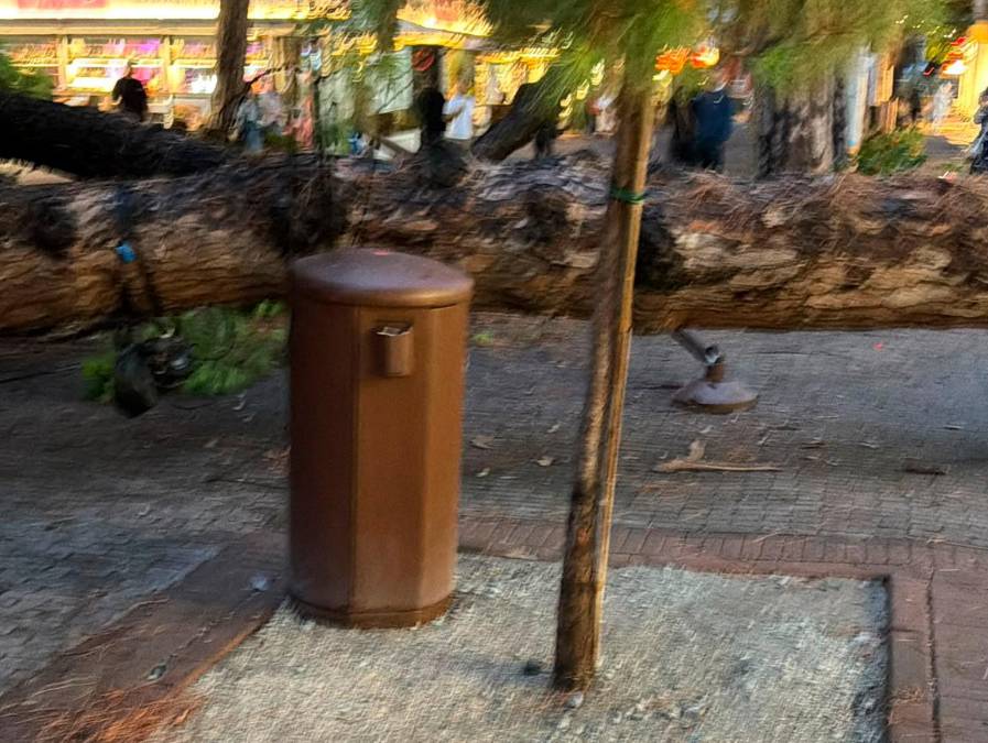 Riccione, crolla un pino in viale Ceccarini, persone in salvo grazie all’intervento delle commesse