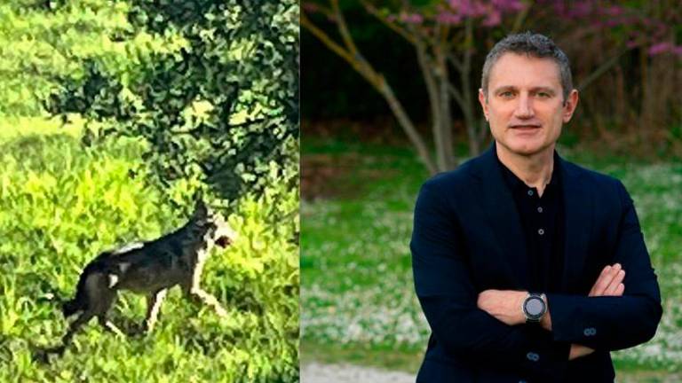 Uno dei lupi avvistati vicino al centro abitato e il sindaco di Morciano Giorgio Ciotti