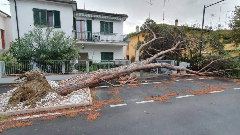 Maltempo, a Ravenna crolla un pino in Via Zara